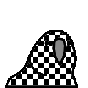 checkeredflag_parrot