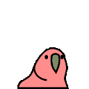 jumping_parrot_jr