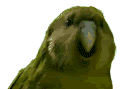 parrothd
